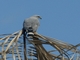 Gray-lined Hawk (Buteo nitidus)