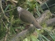 Large-tailed Dove (Leptotila megalura)