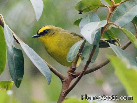 Citrine Warbler (Myiothlypis luteoviridis)