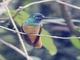 Violet-throated Starfrontlet (Coeligena violifer)