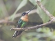 Gould's Inca (Coeligena inca)