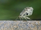 Carpet Moth (Larentiinae sp)