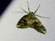 Carpet Moth (Geometridae sp)