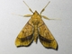 Pearl Moth (Anarmodia sp)