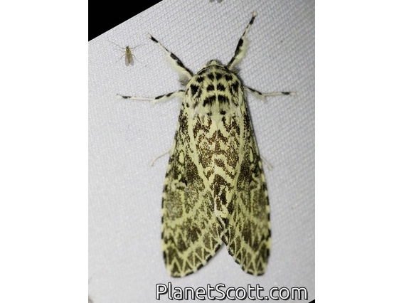Tiger Moth (Carales astur)