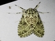 Tiger Moth (Carales astur)