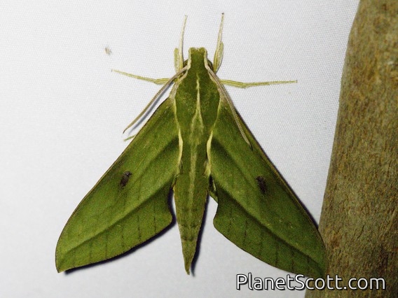Sphinx Moth (Xylophanes crotonis)