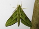Sphinx Moth (Xylophanes crotonis)