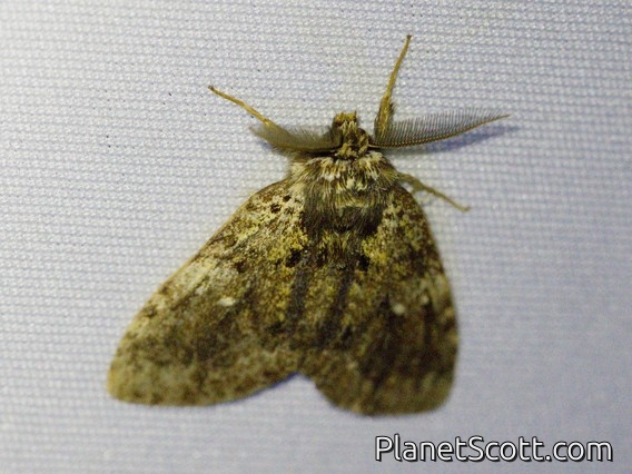 Erebid Moth (Erebidae sp)