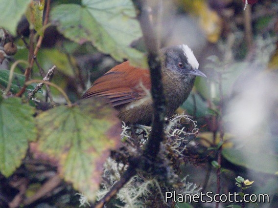Light-crowned Spinetail (Cranioleuca albiceps)