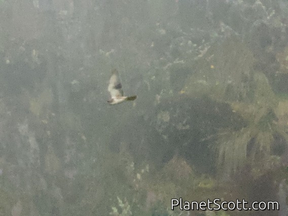 White-throated Hawk (Buteo albigula)