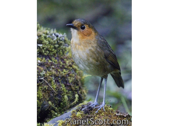 Rufous-faced Antpitta (Grallaria erythrotis)