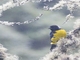 Hooded Mountain Tanager (Buthraupis montana)