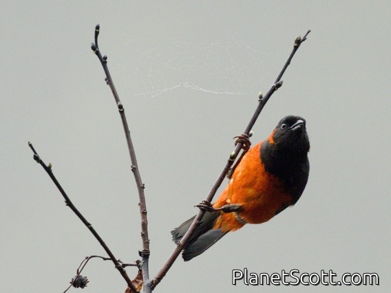 Scarlet-bellied Mountain Tanager (Anisognathus igniventris)