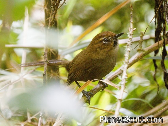 Black-throated Thistletail (Asthenes harterti)