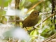Black-throated Thistletail (Asthenes harterti)