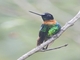 Gould's Inca (Coeligena inca) - Male