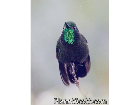 Tyrian Metaltail (Metallura tyrianthina)