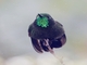 Tyrian Metaltail (Metallura tyrianthina)