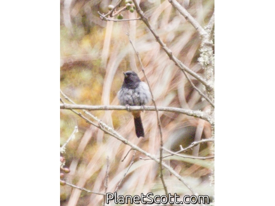 Gray-bellied Flowerpiercer (Diglossa carbonaria)