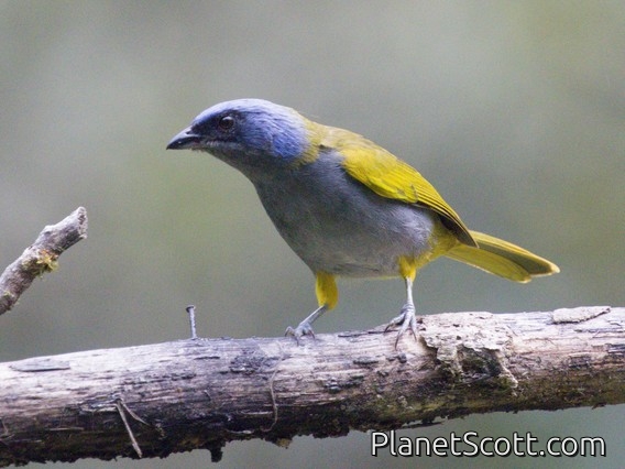 Blue-capped Tanager (Sporathraupis cyanocephala)