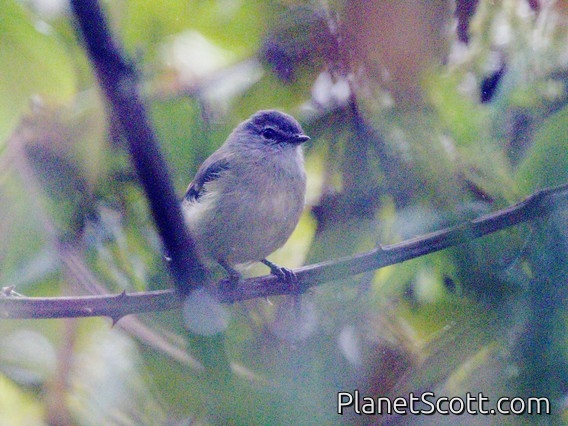 Tawny-rumped Tyrannulet (Phyllomyias uropygialis)