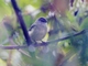 Tawny-rumped Tyrannulet (Tyranniscus uropygialis)