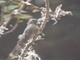 Scaled Metaltail (Metallura aeneocauda)