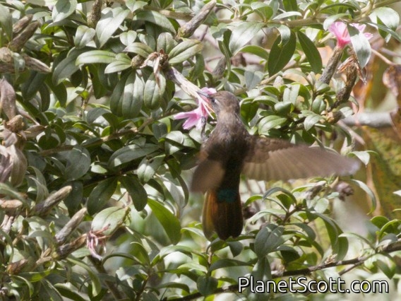 Great Sapphirewing (Pterophanes cyanopterus) - Female