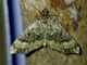 Carpet Moth (Geometridae sp)