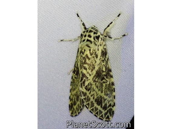 Tiger Moth (Carales astur)