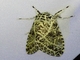 Tiger Moth (Carales astur)