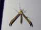 Plume Moth (Pterophoridae sp)