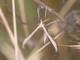 Plume Moth (Pterophoridae sp)