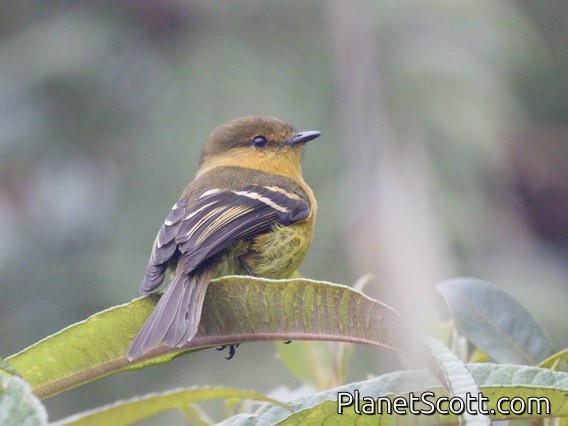 Ochraceous-breasted Flycatcher (Myiophobus ochraceiventris)