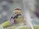 Ochraceous-breasted Flycatcher (Nephelomyias ochraceiventris)