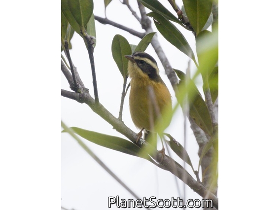 Three-striped Hemispingus (Microspingus trifasciatus)