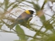 Golden-collared Tanager (Iridosornis jelskii)