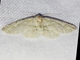 Geometer Moth (Geometridae sp)
