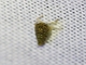 Leafhopper (Osbornellus sp)