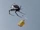 Orbweaver Spider (Verrucosa sp)