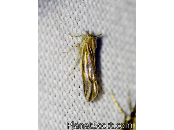 Planthopper (Derbidae sp)