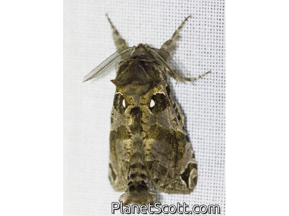 Carpenter Moth (Langsdorfia sp)