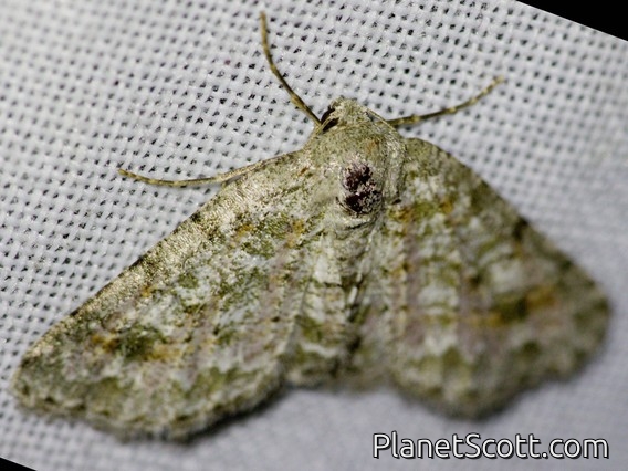 Geometer Moth (Bryoptera sp)