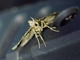 Crambid Snout Moth (Crambidae sp)