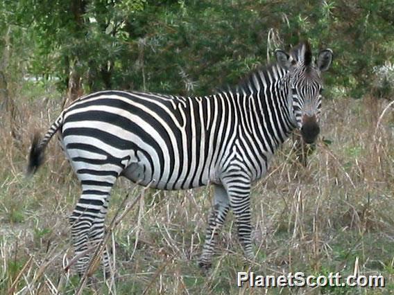 Burchell's Zebra (Equus burchellii)