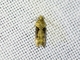 Twirler Moth (Chionodes sp)