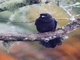 Purplish Jay (Cyanocorax cyanomelas)