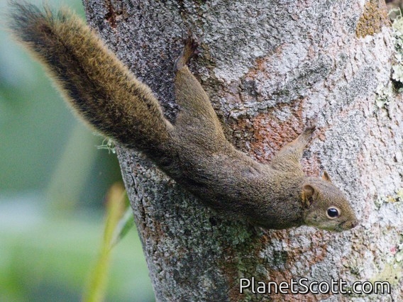 Bolivian Squirrel (Sciurus ignitus)