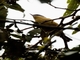 Rusty Flowerpiercer (Diglossa sittoides)